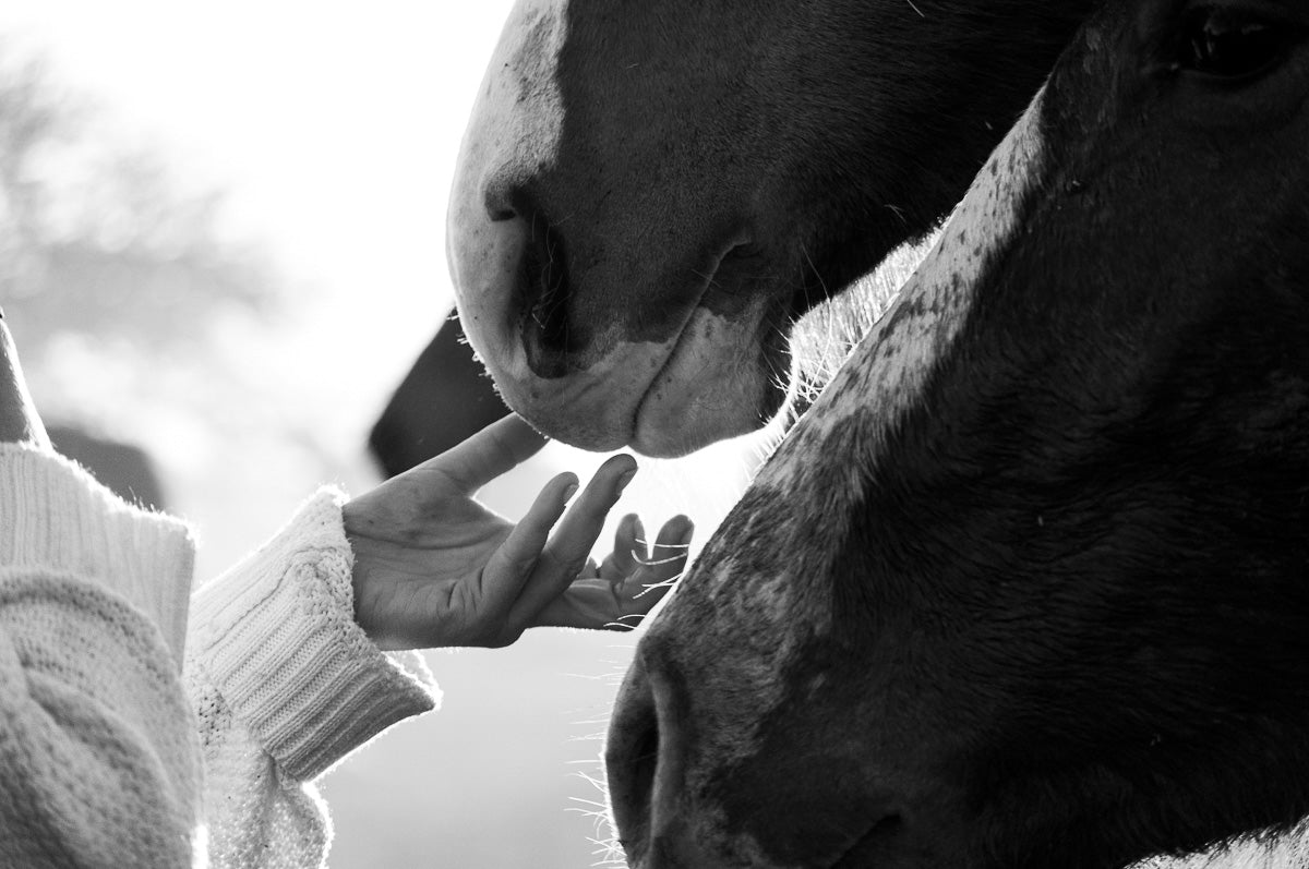 Equine Nutrition Advisory Services