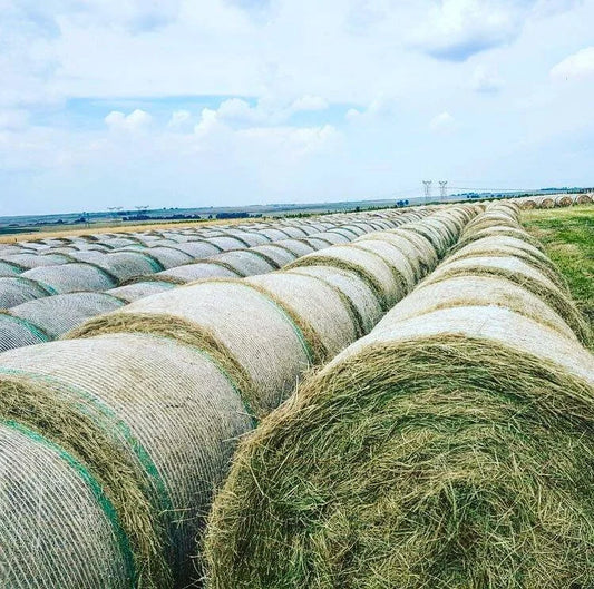 Eragrostis Round Rolls