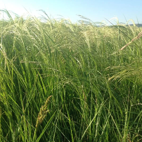 Eragrostis Square Bale