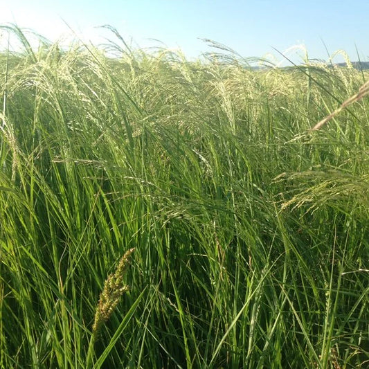 Eragrostis Square Bale