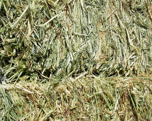 Oat Hay Square Bales