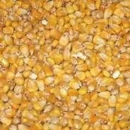Maize Whole